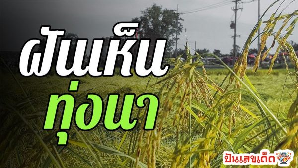 ฝันเห็นทุ่งนา หมายความว่าอย่างไร ทำนายฝันตามตำราโบราณ พร้อมเลขให้โชค ไปหาคำตอบด้วยกัน