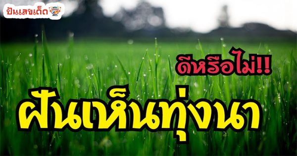 ฝันเห็นทุ่งนากว้าง-"Dream of seeing a wide rice field"