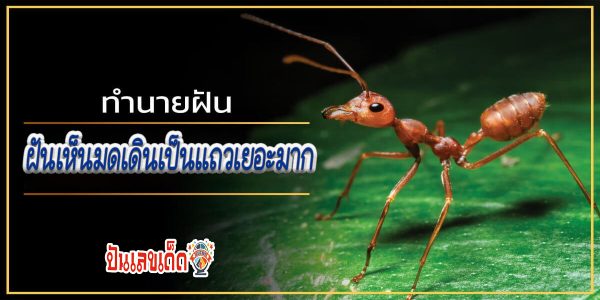 ฝันเห็นมดเดินเป็นแถวเยอะมาก  ทำนายฝันพร้อมดูดวง โชคลาภจะหลุดลอยจริงไหม เช็กได้ที่นี่  punlekded