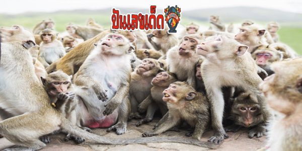 ฝันเห็นลิงเยอะแยะ-"Dreamed of seeing a lot of monkeys, lucky numbers"