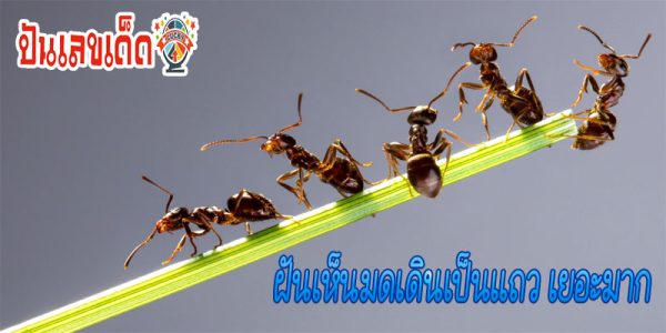ฝันเห็นมดเดินเป็นแถวเยอะมาก-"Dreamed of seeing a lot of red ants."