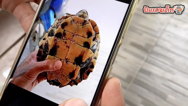ทำนายฝัน เห็นเต่าถูกรางวัลที่ 1-"Dreamed of seeing a turtle, won first prize"