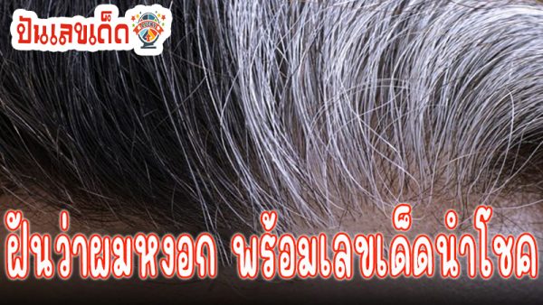 ฝันว่าได้ถอนผมหงอกเลขเด็ด -"Dreaming of pulling out gray hair, lucky number"