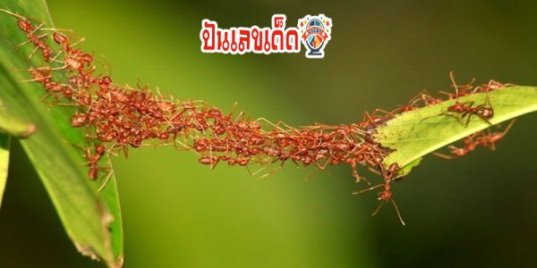 ฝันเห็นฝูงมด เยอะ มาก เลขเด็ด-"Dreaming of seeing a lot of ants, lucky number."