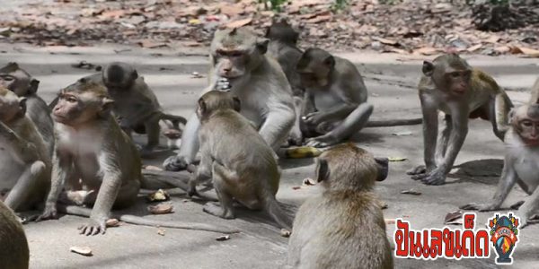 ฝันเห็นลิง เลขอะไร-"Dreaming of seeing a monkey, what is the number"