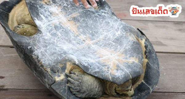 เต่ายักษ์ ให้โชค - "Giant turtle brings good luck"