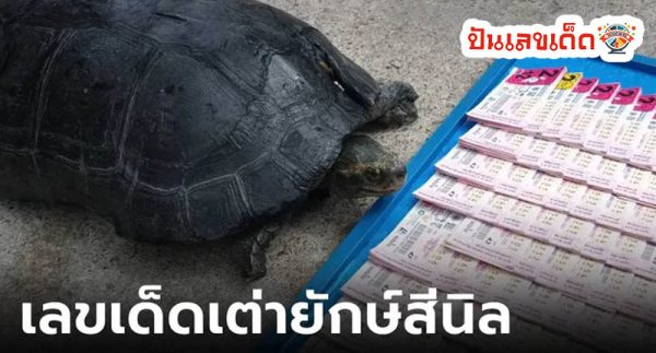 เต่าเข้าบ้านดีไหม - " Is it good for turtles to enter the house?"
