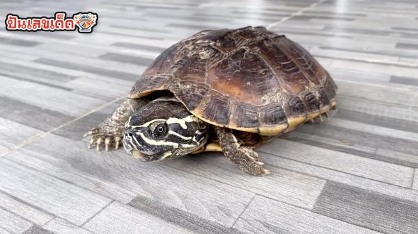 ฝันแปลก ก่อนเจอเต่าที่หายไป-"Strange dream before meeting a missing turtle."