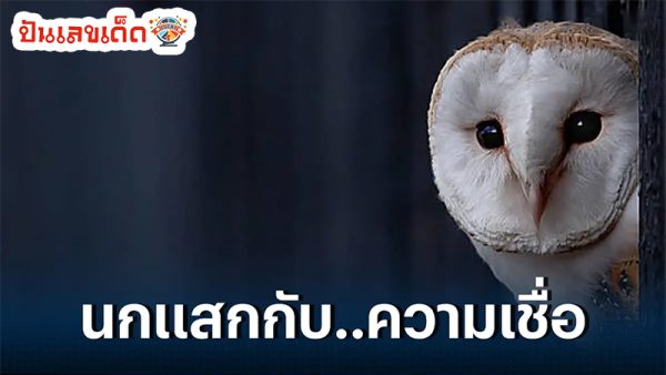 นกแสกร้อง-"Barn owl"