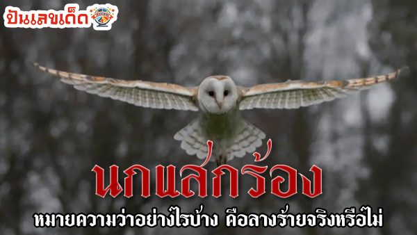 เปิดความเชื่อ นกแสกร้อง หมายความว่าอย่างไรบ้าง คือลางร้ายจริงหรือไม่ มาไขคำตอบกันเลยที่นี่ punlekded.com ฟรี