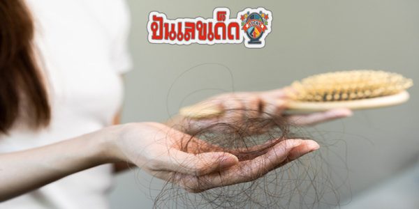 ฝันว่าหวีผมแล้วผมร่วง เลขเด็ด-"Dreaming that you comb your hair and your hair falls out, lucky number."
