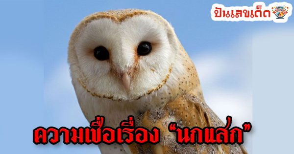 นกแสกร้องกลางคืน-"Night owl"