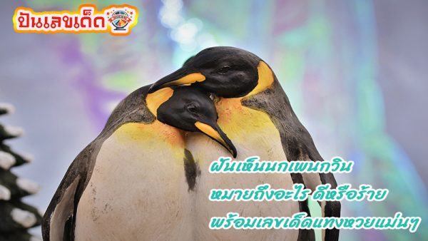 ฝันเห็นนกแพนกวิน -"Dream of seeing a penguin"