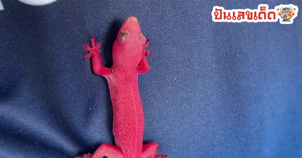 จิ้งจกแดง-"red lizard"