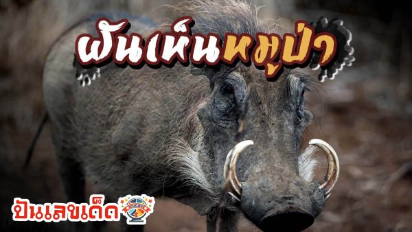 ฝันเห็นหมูป่าตัวใหญ่ ทำนายว่าอย่างไร? พร้อมเลขเด็ด แม่นๆ ที่เกี่ยวกับความฝัน เช็กเลย !