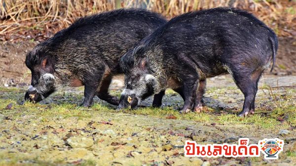 ฝันเห็นหมูป่าสีขาว-"Dream of seeing a white boar"