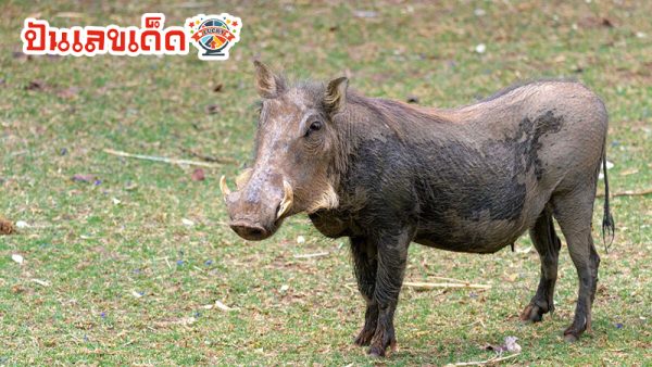 ฝันเห็นหมูป่าตัวใหญ่-"Dream of seeing a wild boar chasing you"