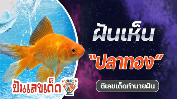 ฝันว่าได้จับปลาทอง เลขเด็ด - "Dreamed of catching a goldfish, lucky number"