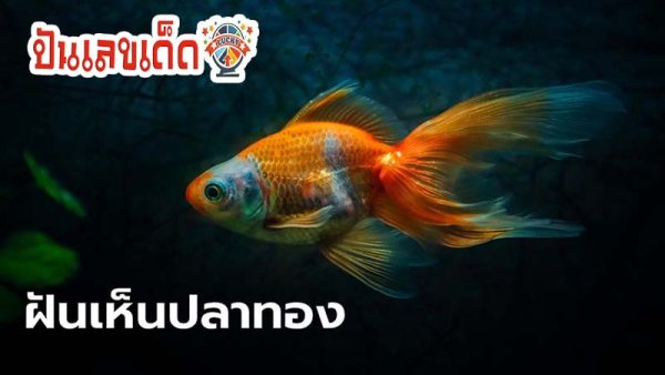ฝันว่าจับปลาทอง - "Dreamed of catching many goldfish"
