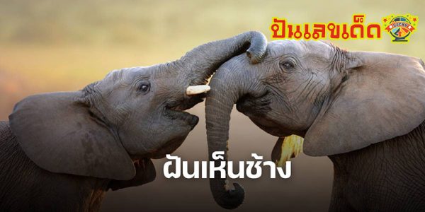 ฝันว่าวิ่งหนีช้างตัวใหญ่-"Dreamed of running away from a big elephant."