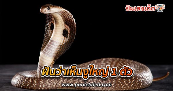 ฝันว่าเห็นงูใหญ่ 1 ตัว ทำนายว่าอย่างไร? พร้อมเลขเด็ด แม่นๆ ที่เกี่ยวกับความฝัน เช็กเลย !!