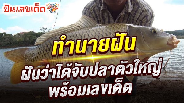 ฝันว่าได้จับปลาตัวใหญ่ ทำนายว่าอย่างไร? พร้อมเลขเด็ด แม่นๆ ที่เกี่ยวกับความฝัน เช็กเลยที่นี่