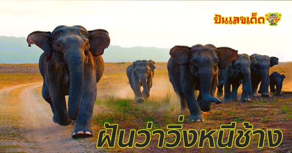 ทำนาย “ฝันว่าวิ่งหนีช้าง” หมายความว่าอย่างไรบ้าง ไปติดตามกันได้เลยกับเว็บ punlekded.com