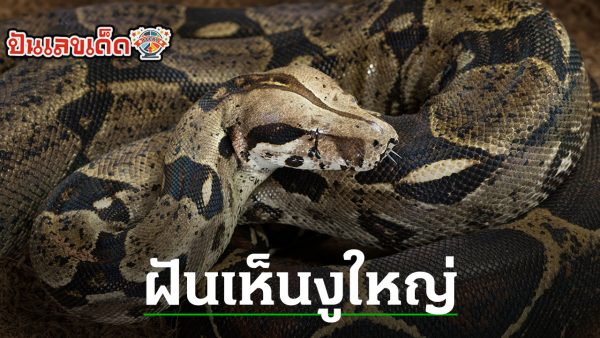 ฝันเห็นงูใหญ่เลขเด็ด-"Dreaming of seeing a big snake, lucky number"