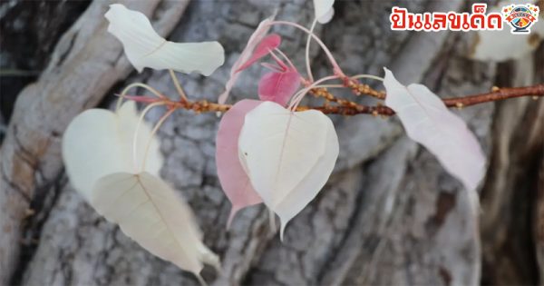 ส่องเลขต้นโพธิ์ใบสีชมพู-"Shine a light on the pink Bodhi tree numbers"
