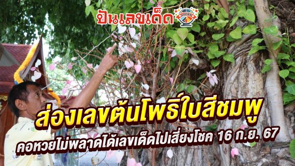 ชาวบ้านส่อง “เลขเด็ดงวดนี้” จาก “ต้นโพธิ์ใบสีชมพู” กลับไปเสี่ยงโชคงวดวันที่ 16 กันยายน 2567