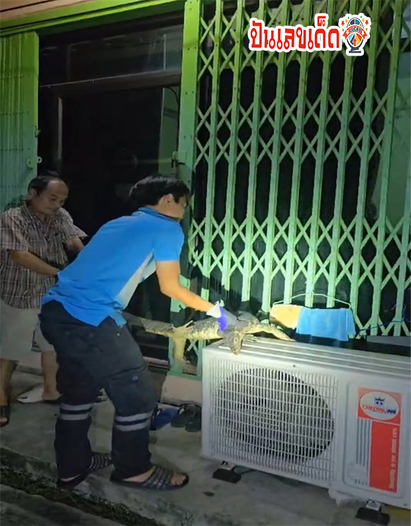 ตัวเงินตัวทอง! โผล่เกาะประตูบ้านนานนับชั่วโมง-"monitor lizard! Appears and hangs on the door of the house for hours."