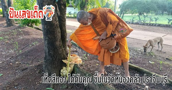 เลขเด็ดเห็ดสีทอง-"Check out the golden mushroom lucky numbers."