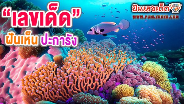 ฝันเห็นปะการัง เลขเด็ด -"Dream about seeing coral lucky numbers"