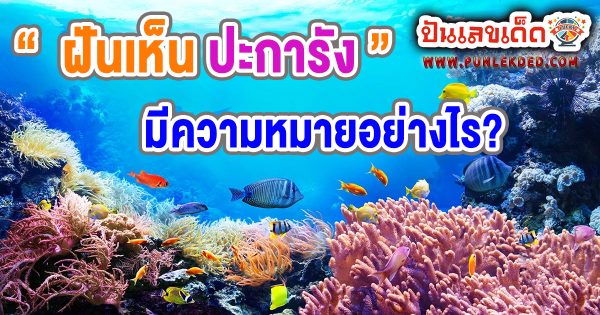 ฝันเห็นปะการัง ทำนายว่าอย่างไร? พร้อมเลขเด็ด แม่นๆ ที่เกี่ยวกับความฝัน เช็กเลย ! ที่นี่ ปันเลขเด็ด