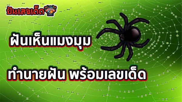 ฝันเห็น แมงมุม ตัวใหญ่สี ดํา -"Dreamed of seeing a large black spider"