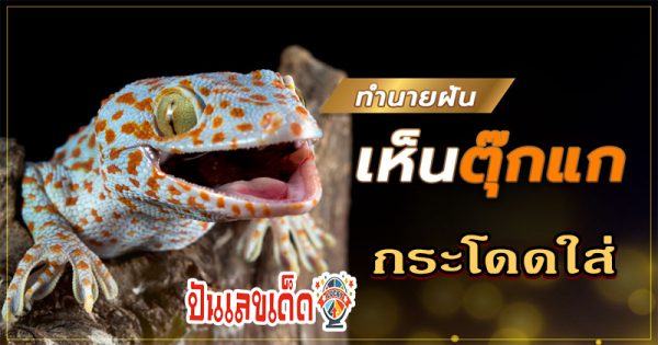ฝันว่าตุ๊กแกเกาะ เลขเด็ด-"Dreaming about a gecko clinging to you, lucky numbers."