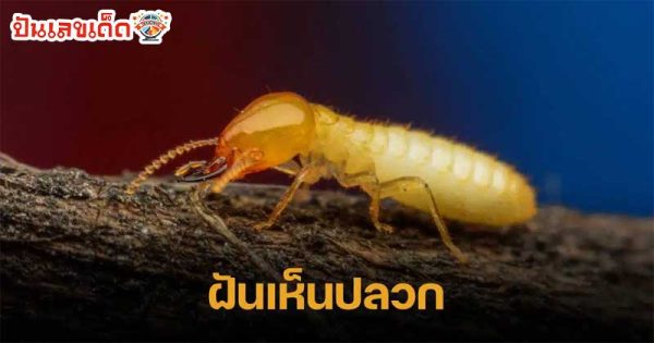 ฝันเห็นปลวก-"Dreaming of termites"