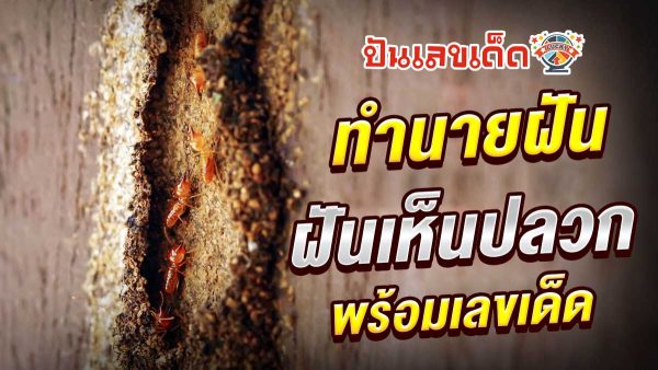 แจกฟรี คำทำนายฝันเห็นปลวก ฝันเห็นปลวกเต็มบ้าน ฝันเห็นปลวกกินบ้าน ทำนายว่าอย่างไร? พร้อมเลขเด็ด แม่นๆ เกี่ยวกับความฝัน เช็กเลยฟรี