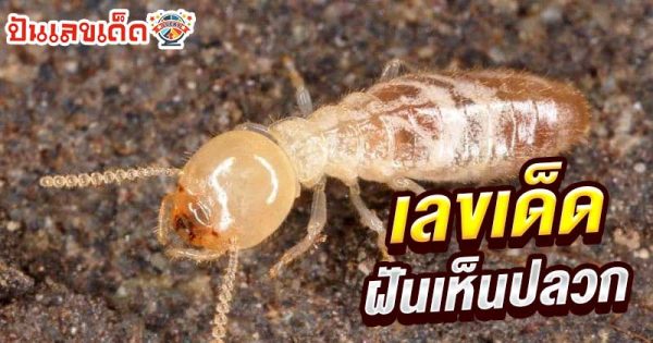 ฝันว่าปลวกกินบ้านพัง เลขเด็ด-"Dreaming that termites are destroying your house, lucky numbers"