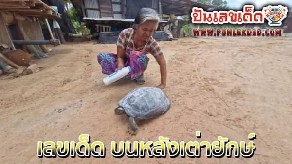 เลขเด็ดเต่ายักษ์ -"Giant turtle lucky number"