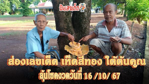 ส่อง เลขเด็ดเห็ดสีทอง ใต้ต้นคูณ ขึ้นในวัดหนองคล้า ปราจีนบุรี แม่ค้าจุดธูปเสี่ยงทายลุ้นโชคงวดวันที่ 16/10/67