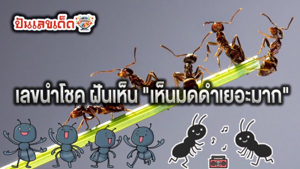 ฝันเห็นฝูงมดขึ้นบ้าน - "I dreamed that I saw a swarm of ants in my house."