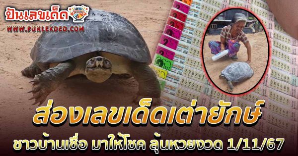 ฮือฮาวันหวยออก คอหวยไม่พลาด!!! ส่องเลข เต่ายักษ์ กระดองเด่นชัดคล้าย “พระสมเด็จ” ลุ้นโชคหวย 1/11/67