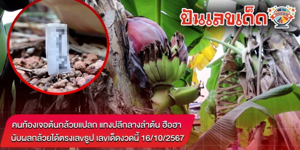 คนท้องเจอต้นกล้วยแปลก แทงปลีกลางลำต้น ฮือฮา นับผลกล้วยได้ตรงเลขธูป เลขเด็ดงวดนี้ 16/10/67