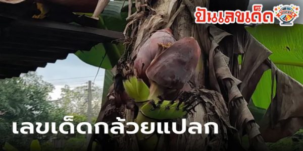 คนท้องเจอต้นกล้วยแปลก -"Pregnant woman finds strange banana tree"