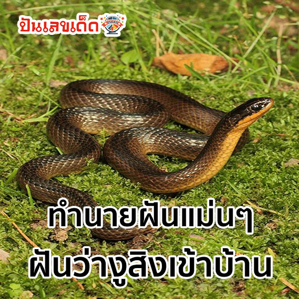 ฝันว่างูสิงเข้าบ้าน-"Snake-enters-the-house-beliefs"