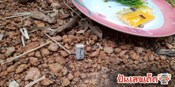 เลขเด็ดกล้วยแปลก! -"Strange banana lucky numbers!"