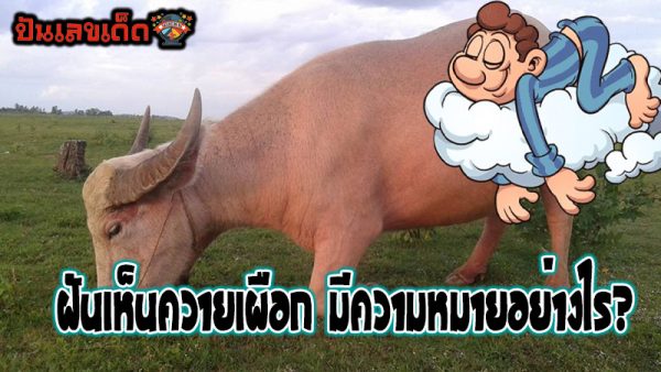 ฝันเห็นควายเผือก-"Dream of seeing a white buffalo"