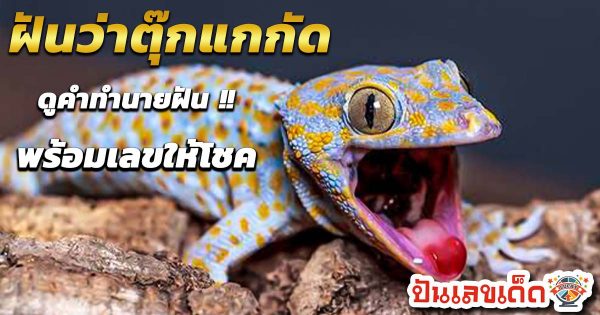 ฝันเห็นตุ๊กแกตัวใหญ่-"Dream of seeing a big gecko"