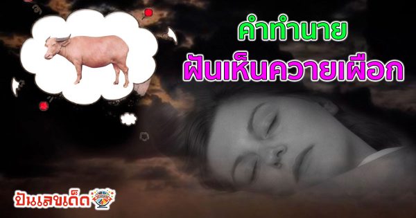 มาแล้ว !! ทำนาย ฝันเห็นควายเผือก ฝันเห็นควายวิ่ง พร้อมเลขเด็ด แม่น ๆ คอหวยห้ามพลาด เช็กฟรี!!!